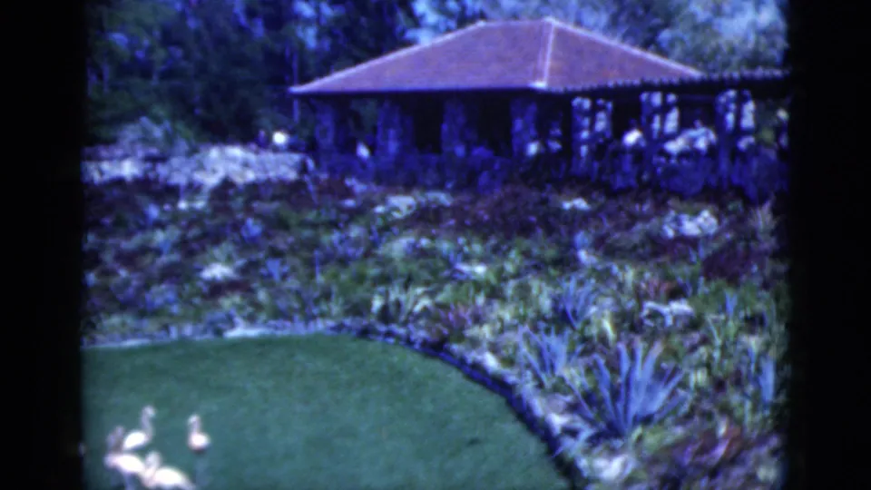 1975 Florida home-movie frame showing flamingos partly cropped at the lawn edge with tropical landscaping and a gazebo behind.