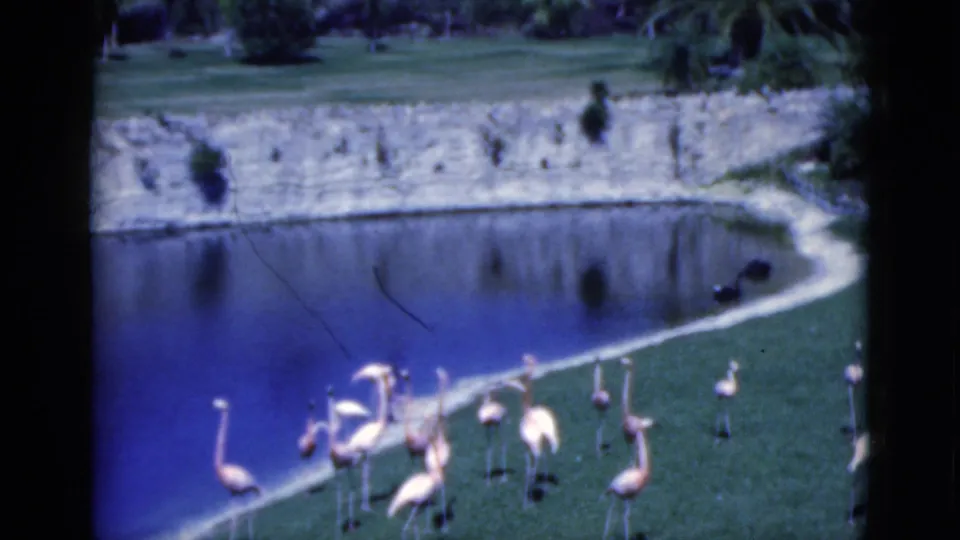 1975 home-movie frame of flamingos beside a curved pond, with grass, low plantings, palms, and artificial rockwork in the background.