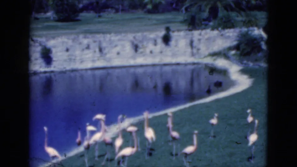 Blue-shifted 8mm frame showing flamingos spread across grass beside a pond in a Florida man-made habitat, with palms and rockwork beyond.
