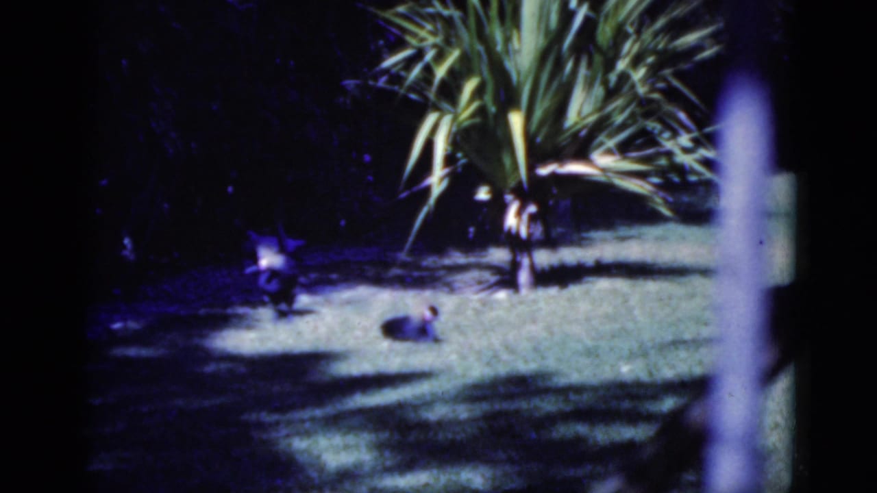 Tropical garden lawn with a small tree, deep shadows, and objects on the grass.