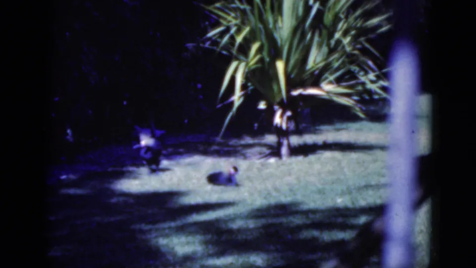 1975 Florida 8mm frame showing a sunlit tropical garden lawn with a small palm-like tree and dark shaded background.