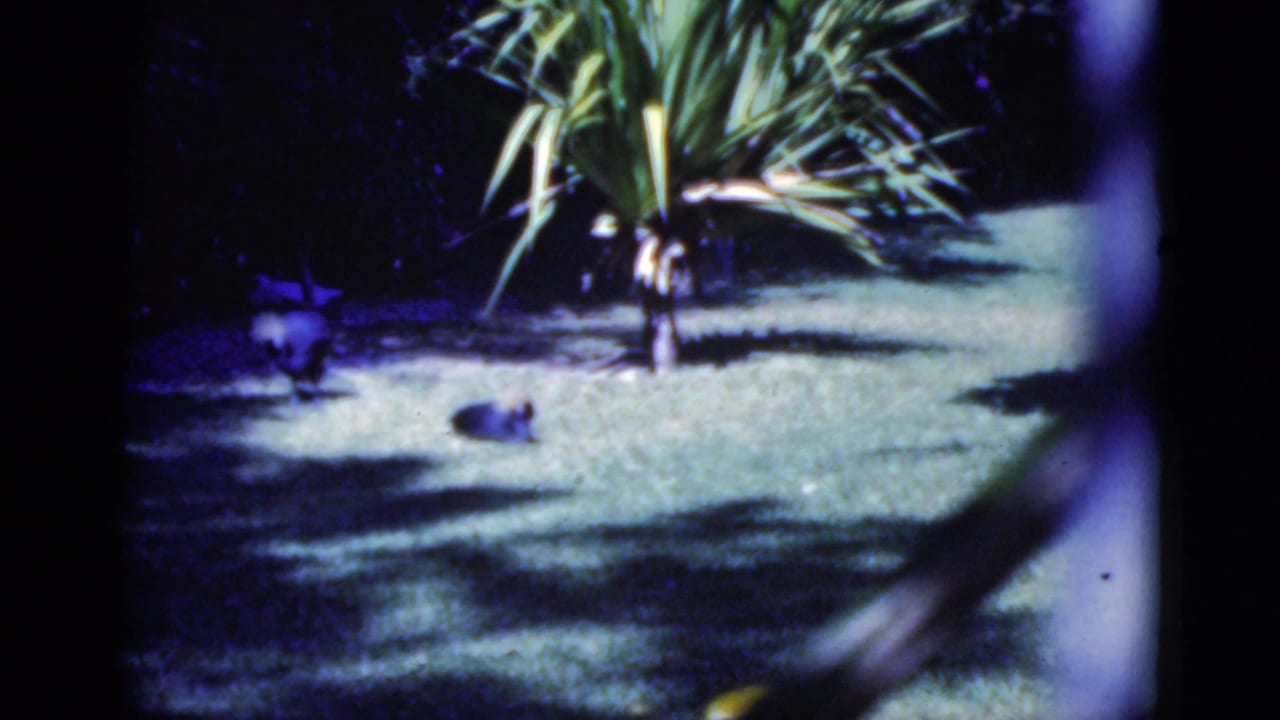 Tropical garden lawn with a palm-like tree and blurred foreground edge.