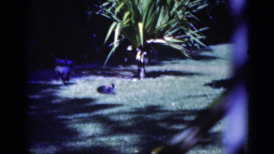 1975 Florida 8mm frame showing a tropical garden lawn and palm-like tree with saturated color and soft handheld framing.