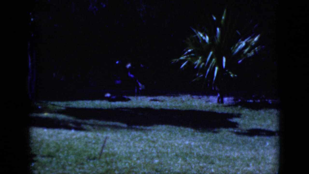 Dark lawn scene with a small palm-like plant and heavy tree shadows.