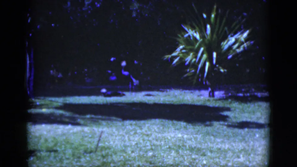 The 1975 Florida footage holds on a shaded grassy yard with a palm-like plant and dark tree cover beyond it.