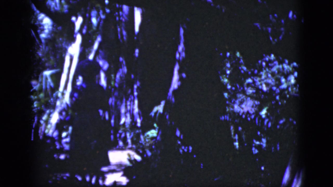 Dark, grainy view of tangled tree trunks and foliage along a shaded path.