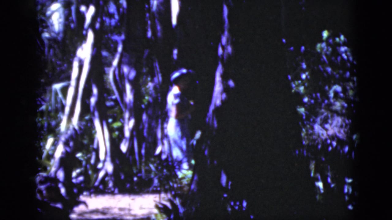 A woman in a hat appears partly obscured by pale trunks and dark foliage in this 1975 Florida home-movie frame.