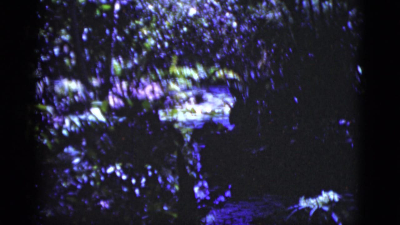 Purple-tinted wooded scene with dense leaves, dark trunks, and bright reflected water.