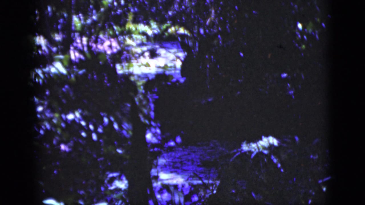 1975 Florida home-movie frame with shadowed leaves, vertical tree forms, and small bright water reflections visible through the foliage.