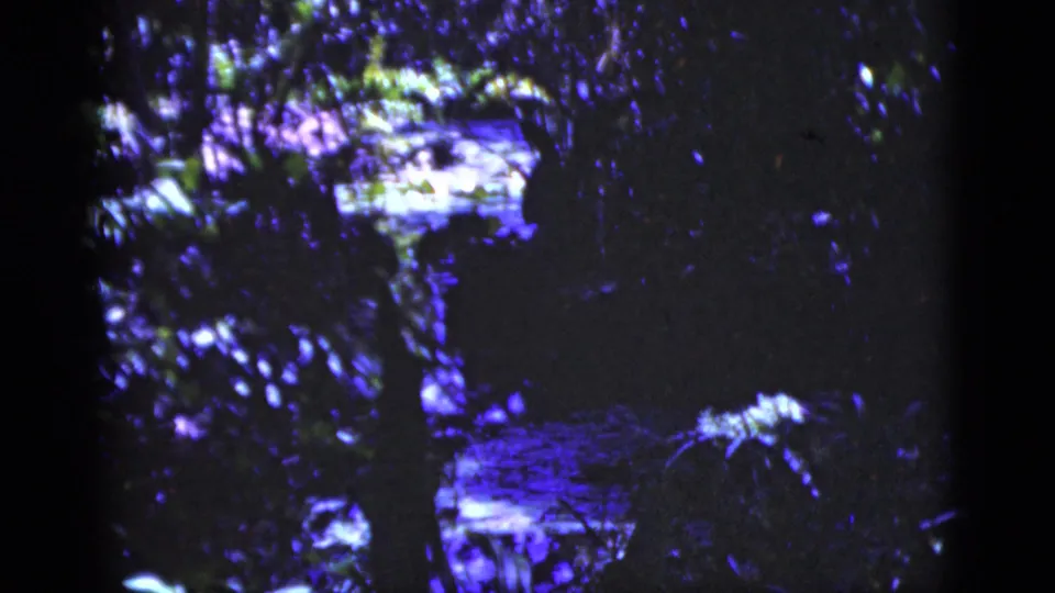 1975 Florida home-movie frame with shadowed leaves, vertical tree forms, and small bright water reflections visible through the foliage.