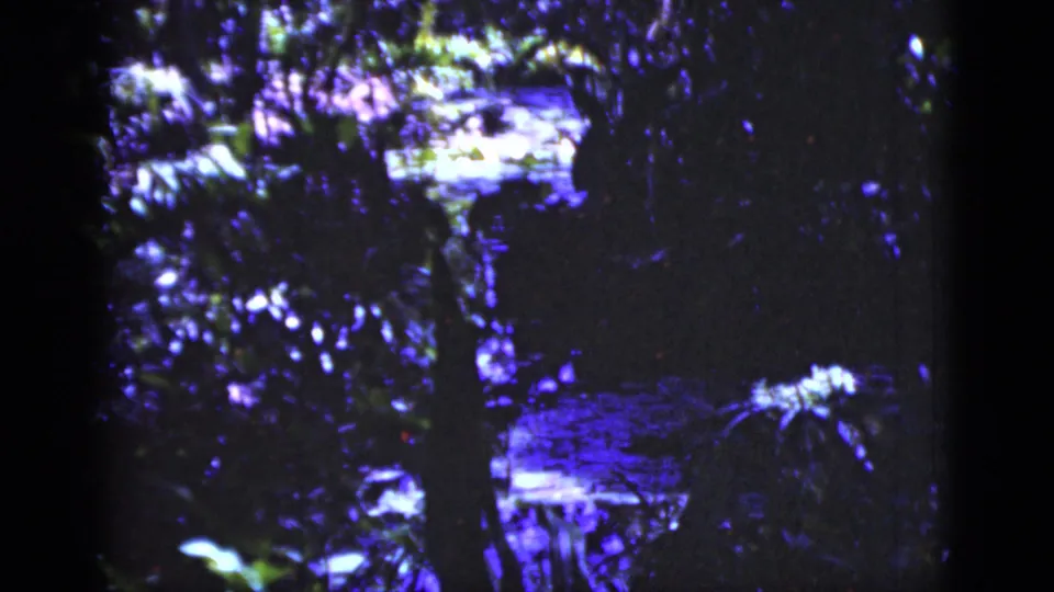 Purple-shifted 1975 Florida 8mm frame showing a dim wooded area with trunks, leaves, and a small reflective water feature near the center.