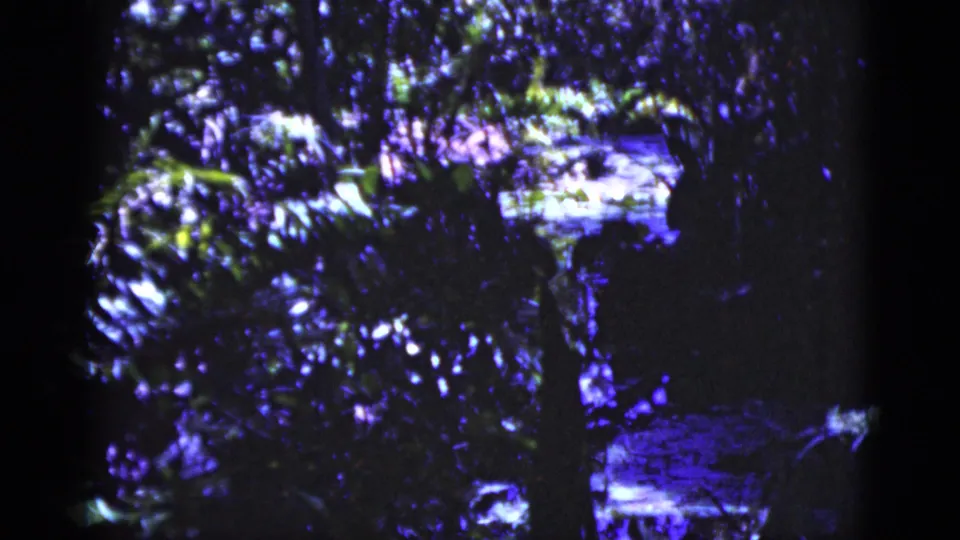 1975 Florida 8mm frame with dense greenery, dark tree shadows, and bright water reflections, softened by grain and color aging.