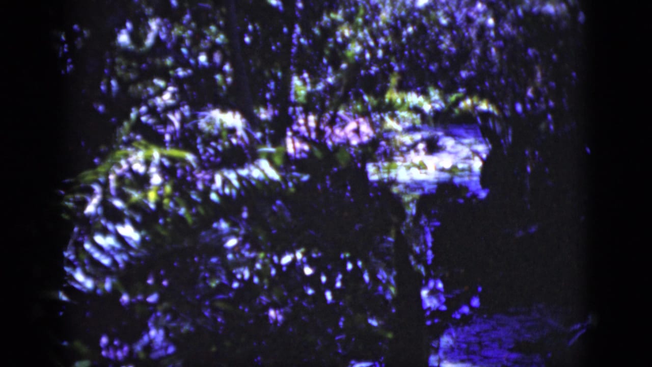 Dark, color-shifted forest foliage with tree trunks, leafy plants, and a small reflective water feature.