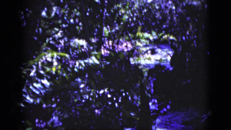 1975 Florida 8mm frame showing shaded forest plants, tree trunks, dappled light, and a small reflective water feature with a purple-blue film cast.