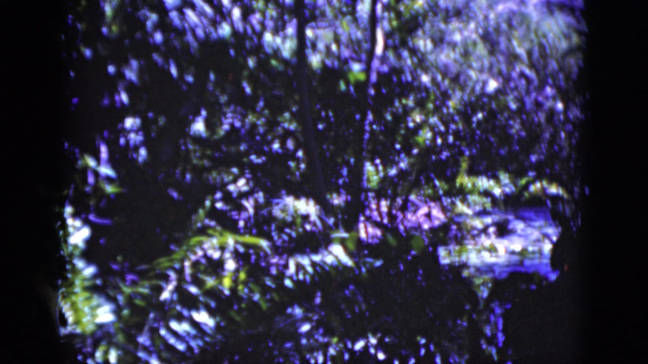 Similar forest view with leafy undergrowth, tree shadows, and a pale reflective feature in the background.