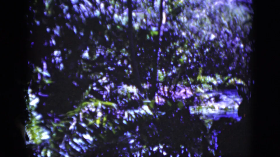 1975 Florida home-movie frame of dense shaded greenery, dark tree forms, and a pale reflective water or garden feature in the background.