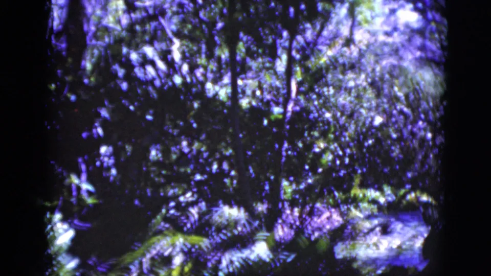 1975 Florida 8mm frame with layered forest foliage, vertical tree trunks, bright sunlit patches, and strong purple-blue color shift.