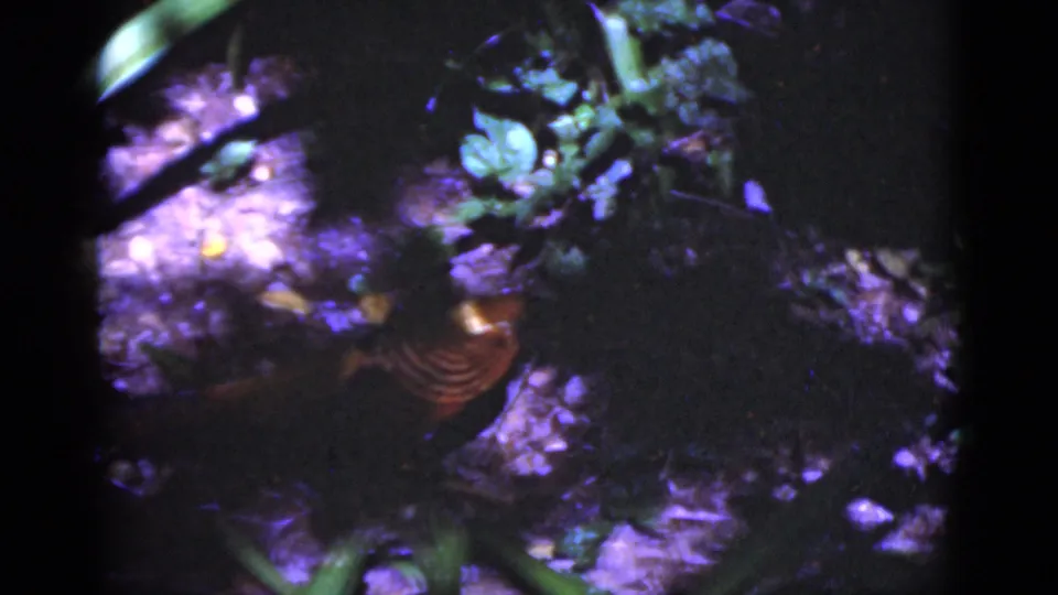 1975 Florida home-movie frame showing dark undergrowth, broad leaves, purple-tinted ground, and a brief colorful bird-like form near the lower center.