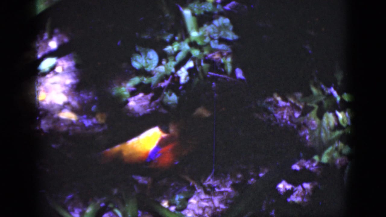 1975 Florida 8mm frame showing a red-and-yellow bird near leafy ground cover in a dim, dappled natural setting.