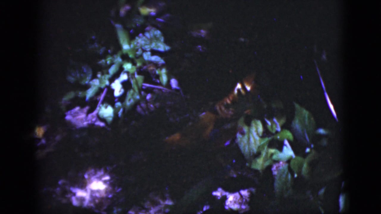 1975 Florida 8mm frame with dense leaves and a partly obscured bird shape in a shaded natural habitat.