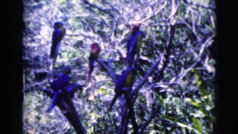 1975 Florida 8mm frame showing several blue birds perched on bare branches in a bright leafy habitat.