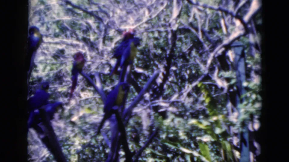 1975 Florida 8mm frame of blue birds perched on thin branches with dense vegetation in the background.