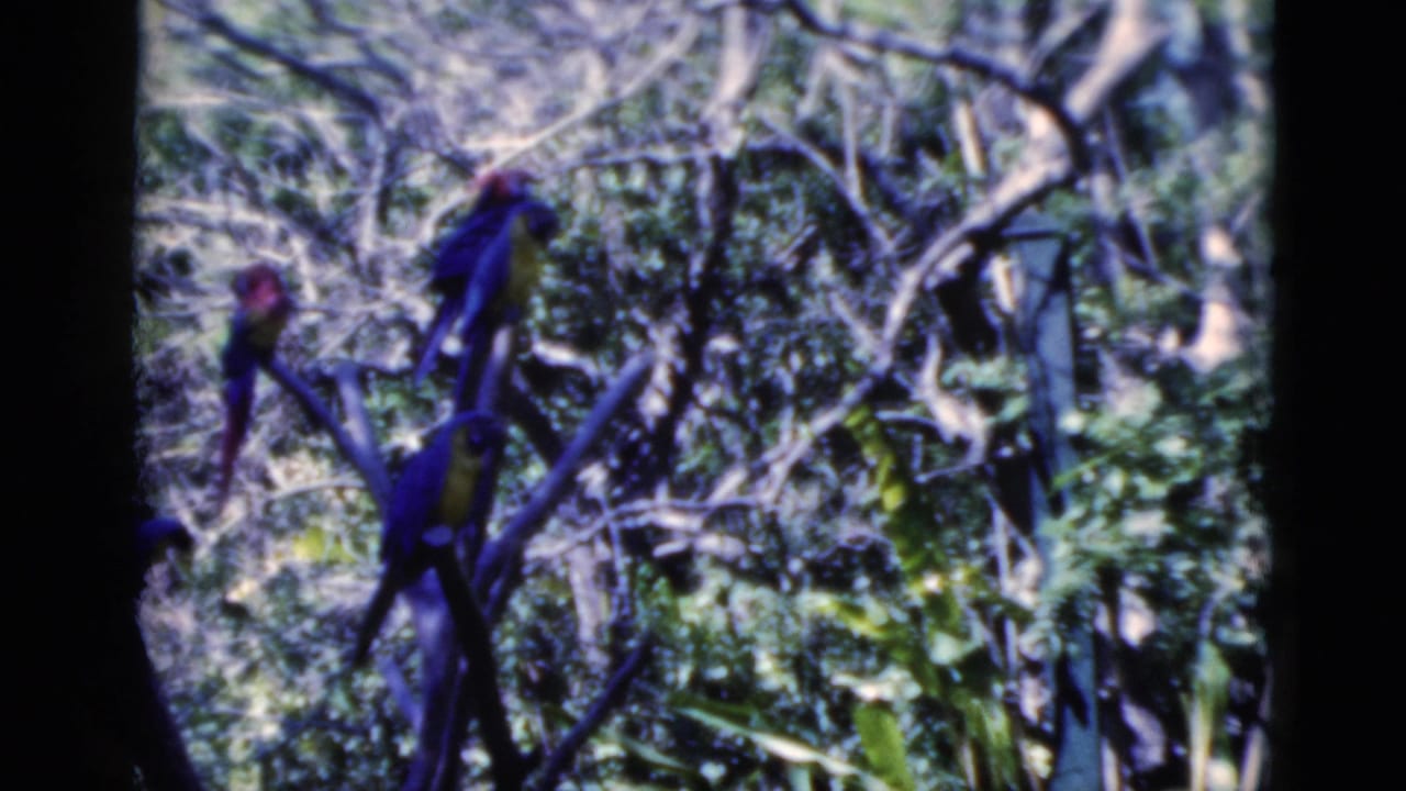 1975 Florida 8mm frame showing colorful parrots perched on branches in leafy trees, with soft focus and dark film borders.