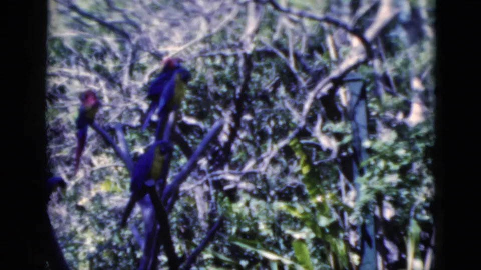 1975 Florida 8mm frame showing colorful parrots perched on branches in leafy trees, with soft focus and dark film borders.