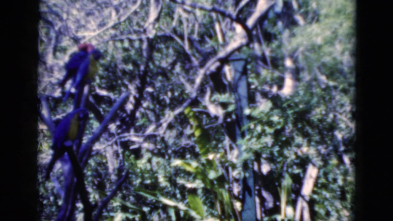 Soft 8mm view of parrots on branches in Florida foliage, with blue, yellow, and red plumage visible through the trees.