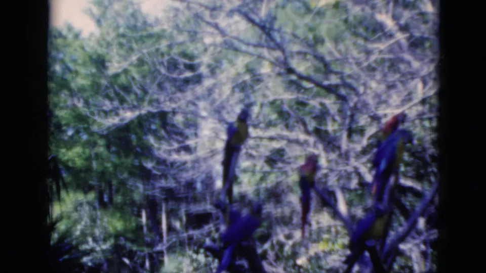 1975 home-movie frame with several parrots scattered across branches in a sun-dappled Florida tree setting.
