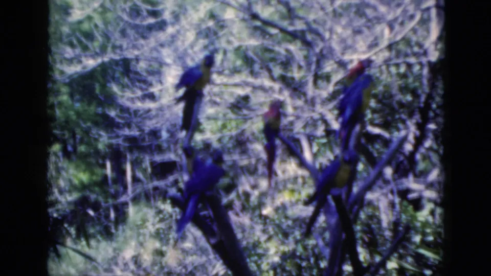 Color-shifted 8mm frame of parrots perched in Florida trees, surrounded by tangled branches and green undergrowth.