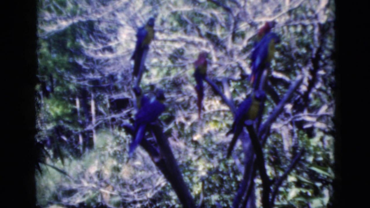 Macaws perched among branches in a leafy aviary setting.