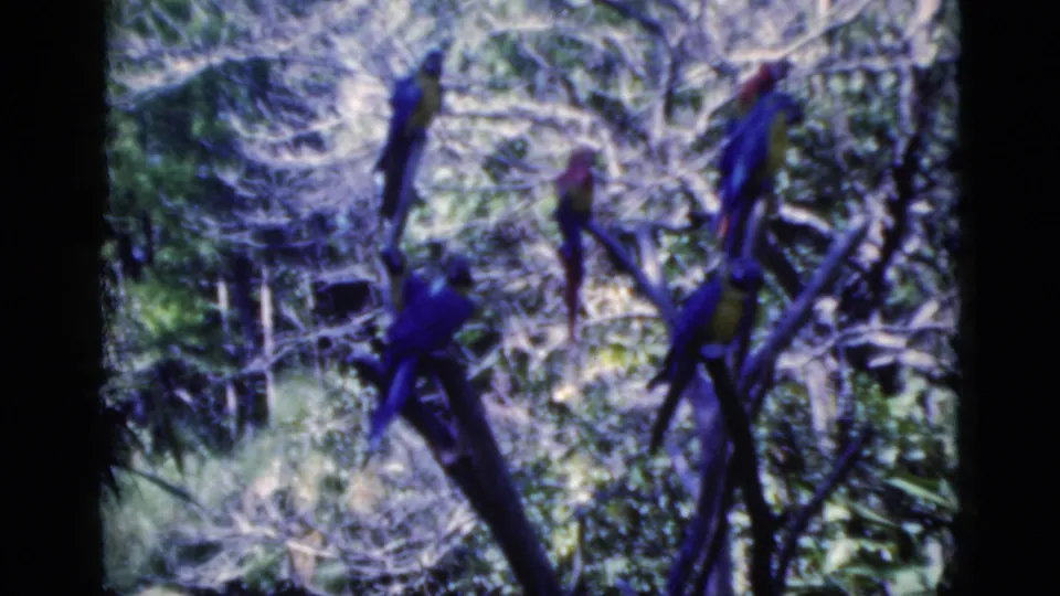 1975 Florida home-movie frame showing colorful macaws perched on branches within a dense, wooded aviary area.
