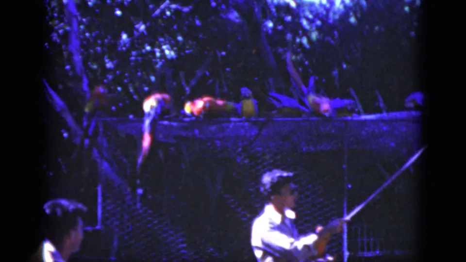 1975 Florida home-movie frame showing a light-shirted handler below macaws on a raised mesh aviary platform.