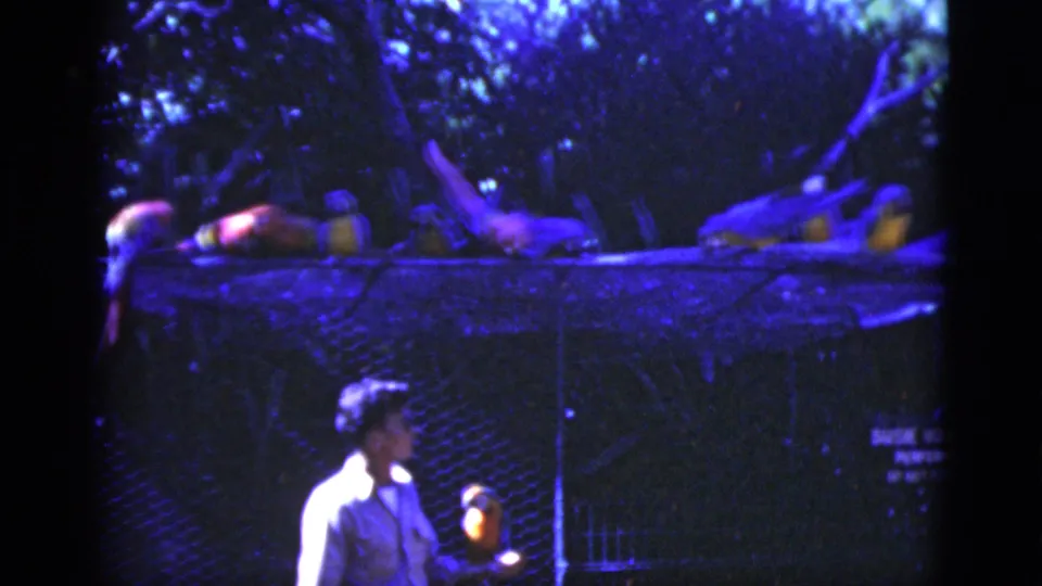 1975 Florida home-movie frame showing a handler holding a small bird below a platform where macaws are perched.