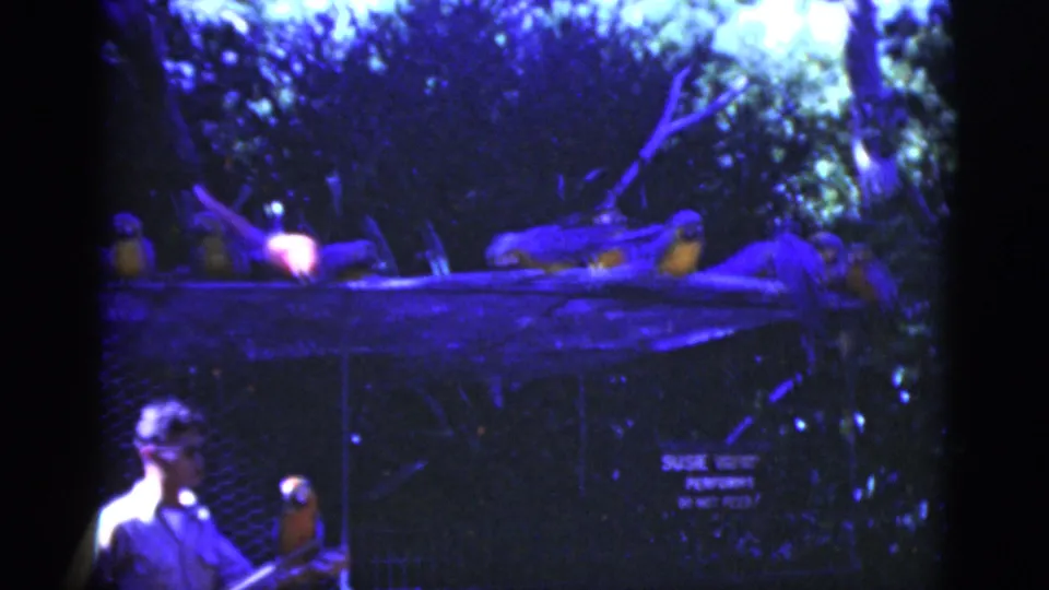 1975 Florida home-movie frame showing a handler below perched macaws, with mesh fencing, branches, and partial signage visible.