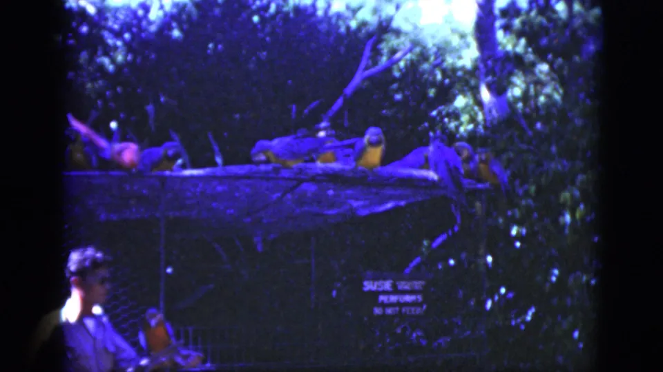 1975 Florida zoo footage appears to show bright parrots on a wooden perch platform as a tamer stands below in shade.