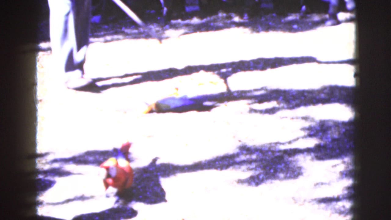 A colorful parrot stands on bright ground near a handler's legs and shadows.