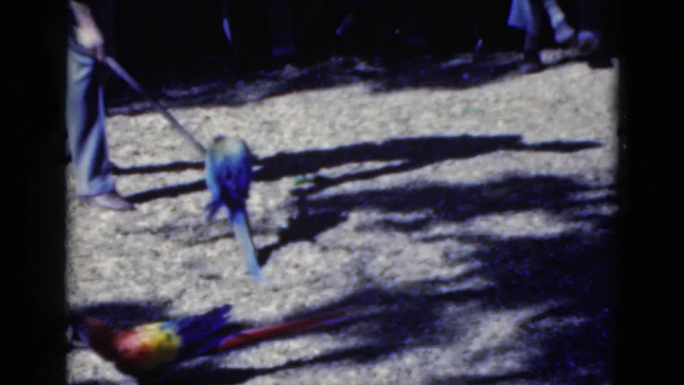 The tamer stands beside parrots on the exhibit ground, including a blue bird and a red-yellow bird, in handheld 8mm footage.