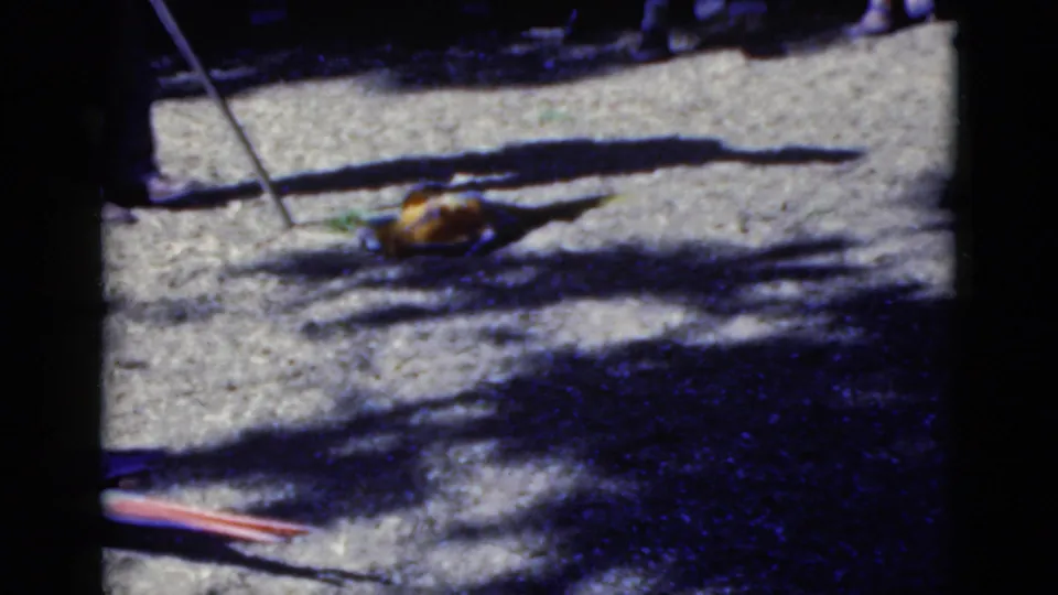 A later frame shows a parrot on the zoo exhibit ground near the handler's stick, with another colorful bird partly cropped below.