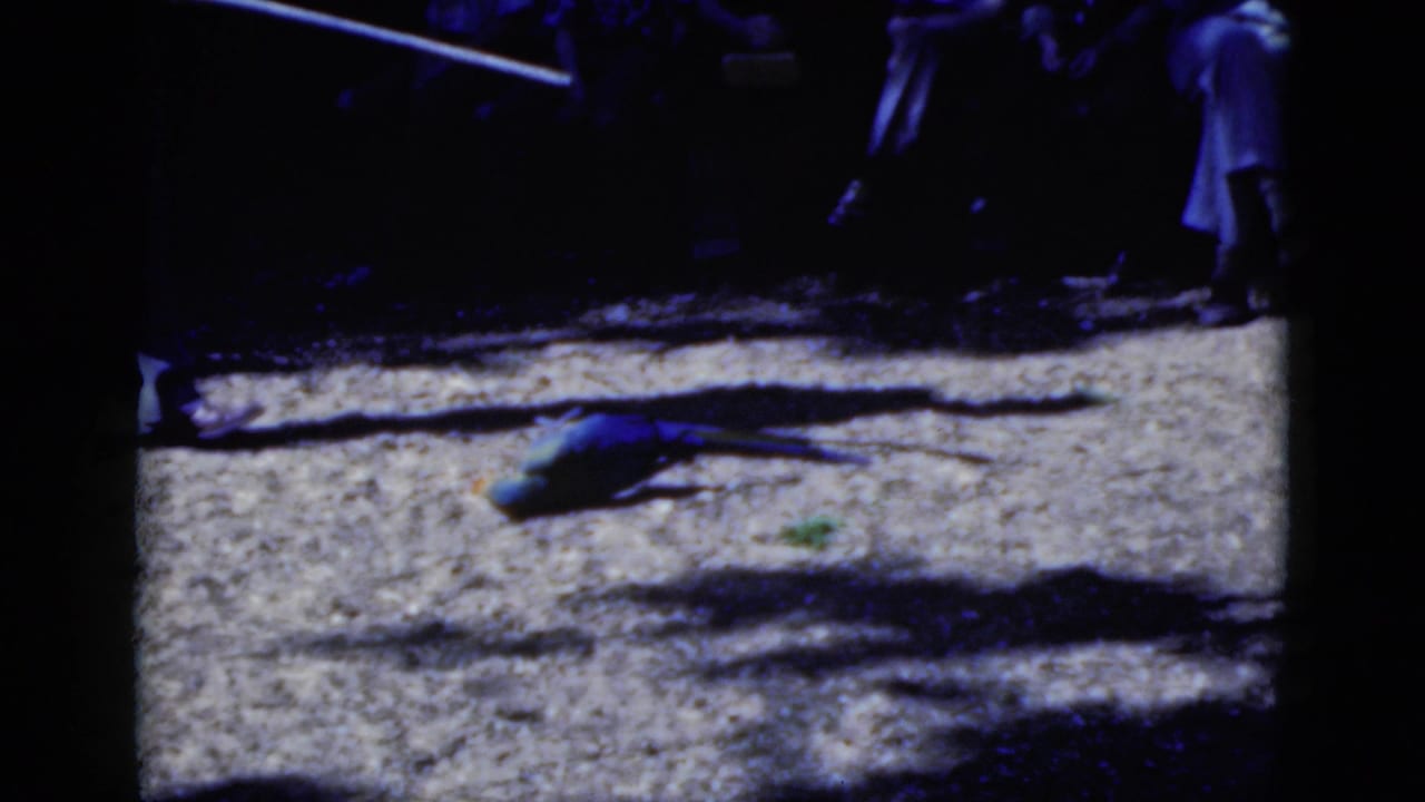 Blue parakeet lying on a sunlit concrete surface with spectators partly visible in shadow behind it.