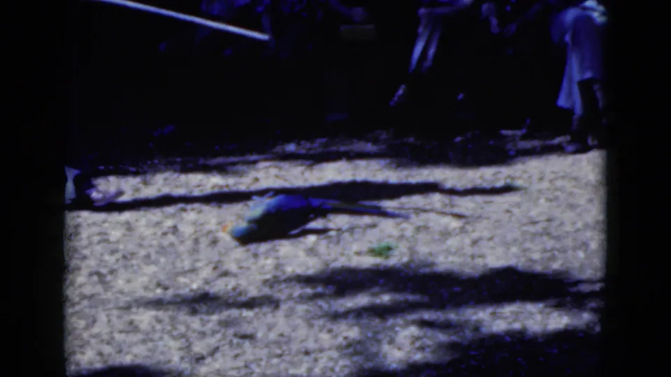 In 1975 Florida home-movie footage, a blue-and-yellow parakeet lies on bright concrete while people stand in the shaded background.