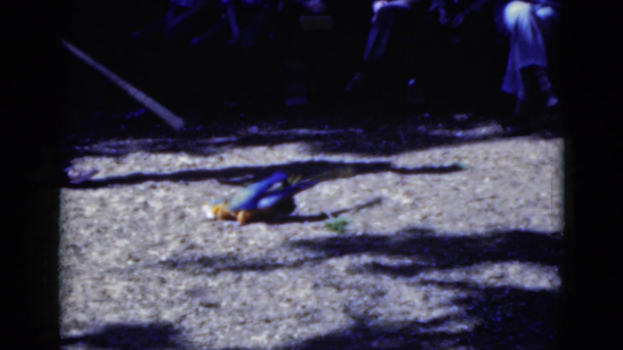 The parakeet appears mid-roll on a bright concrete surface, with shadowed people watching in this 1975 Florida 8mm frame.