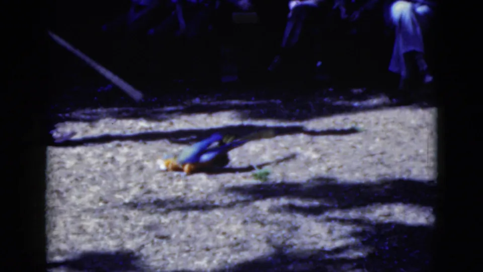 The parakeet appears mid-roll on a bright concrete surface, with shadowed people watching in this 1975 Florida 8mm frame.