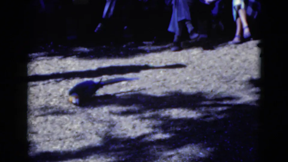A blue parakeet rests low in the frame on sunlit concrete while bystanders' legs and summer clothing appear behind it.