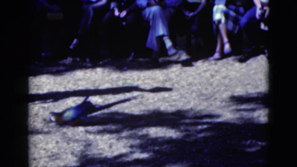 The trained parakeet lies on the sunlit ground at the end of the trick while Florida vacation spectators remain partly visible behind it.