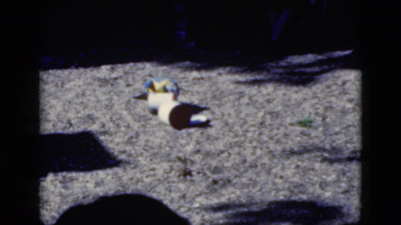 Macaw near overturned pots on a gravel path in deep shade and sunlight.