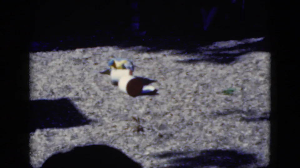 A blue-and-yellow macaw appears beside overturned pots on a gravel path in 1975 Florida home-movie footage.