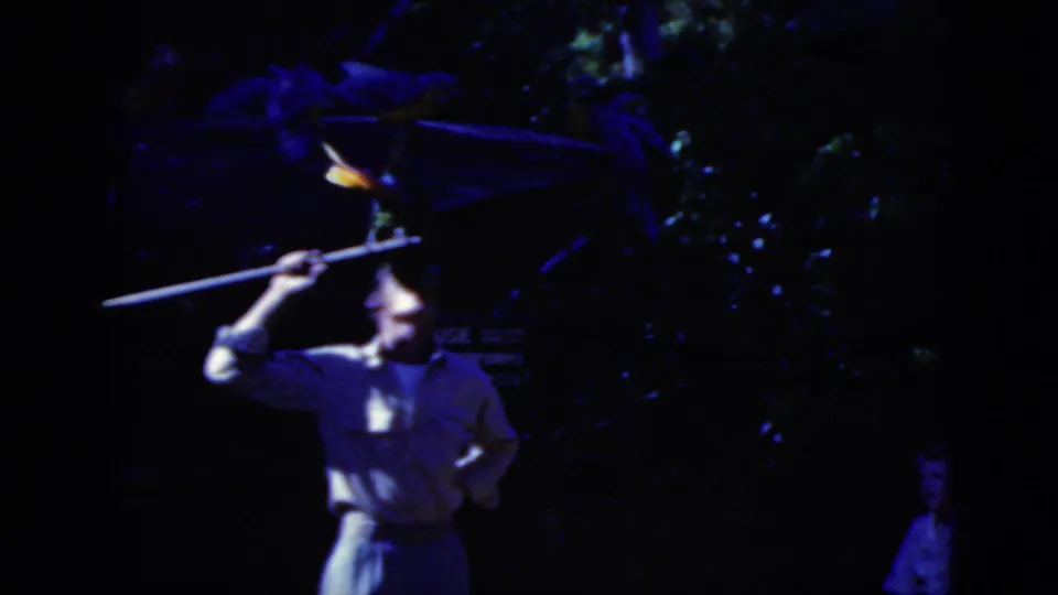 A man in dark clothing holds a long pole near a macaw, suggesting a handled outdoor bird scene in the 1975 Florida footage.