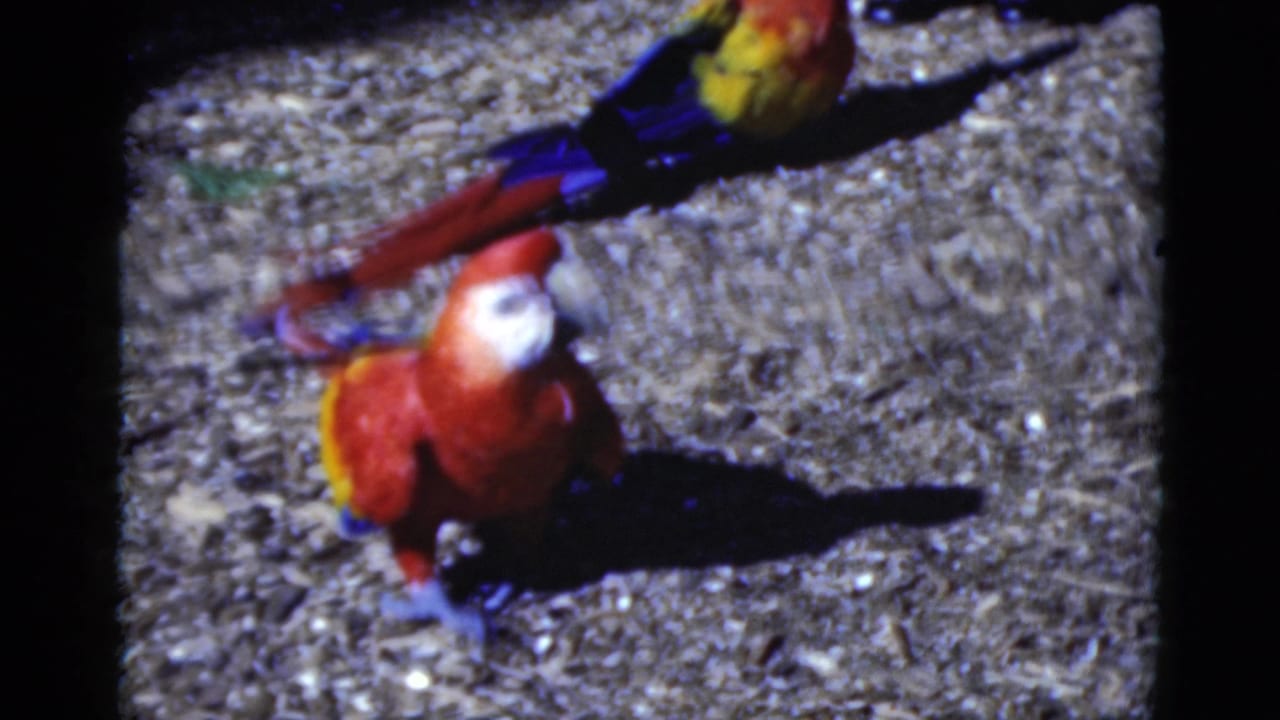 Two colorful macaws on gravel, one closer to camera and one farther back near the top edge.